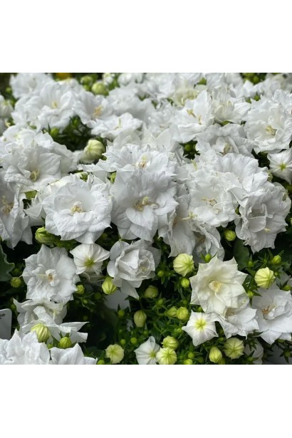 Кампанула ‘Elizabeth White’ з білими дзвоникоподібними квітами крупним планом